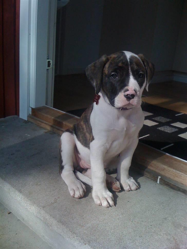 Amerikansk bulldog Nova billede 1