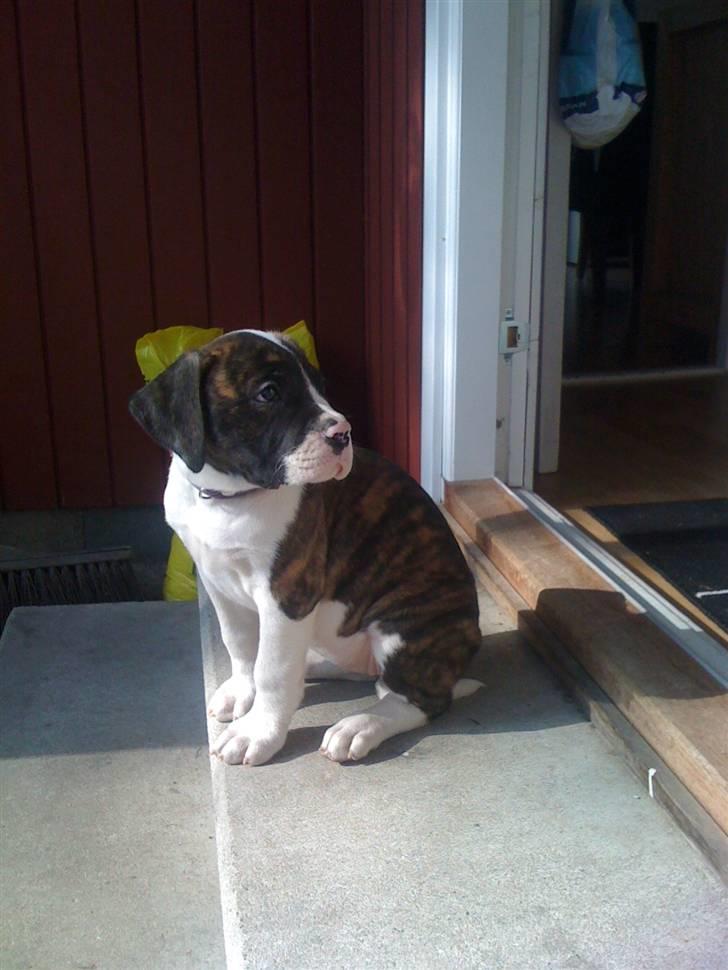 Amerikansk bulldog Nova - nyder det smukke vejr. billede 2