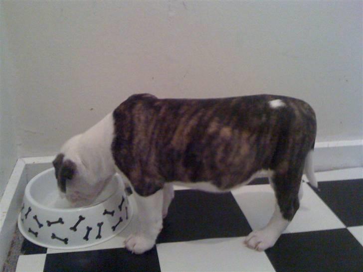 Amerikansk bulldog Nova billede 3