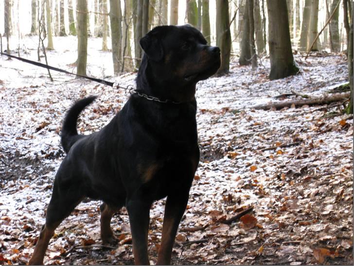 Rottweiler Mahogni`s Da Vinci billede 9