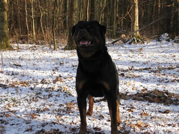 Rottweiler Mahogni`s Da Vinci billede 10