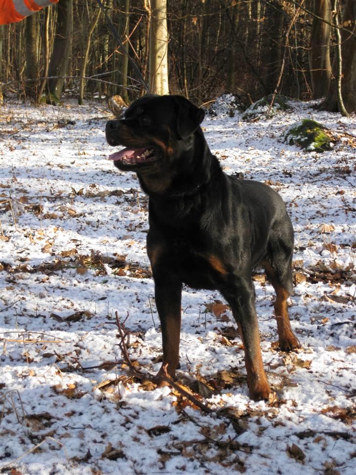 Rottweiler Mahogni`s Da Vinci billede 11