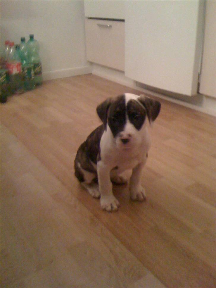 Amerikansk bulldog Nova billede 4