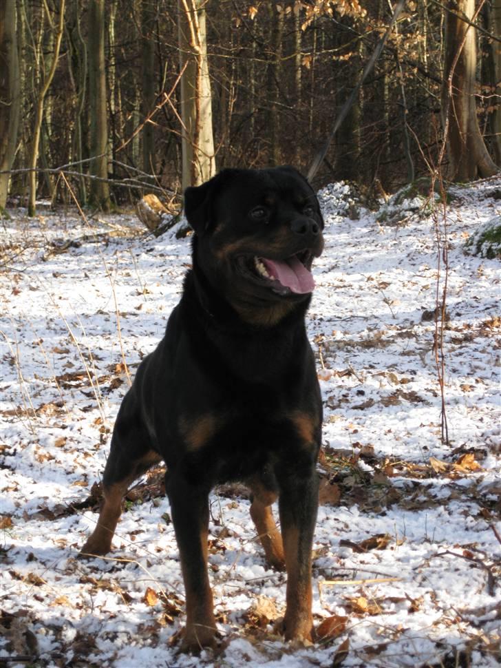 Rottweiler Mahogni`s Da Vinci billede 12