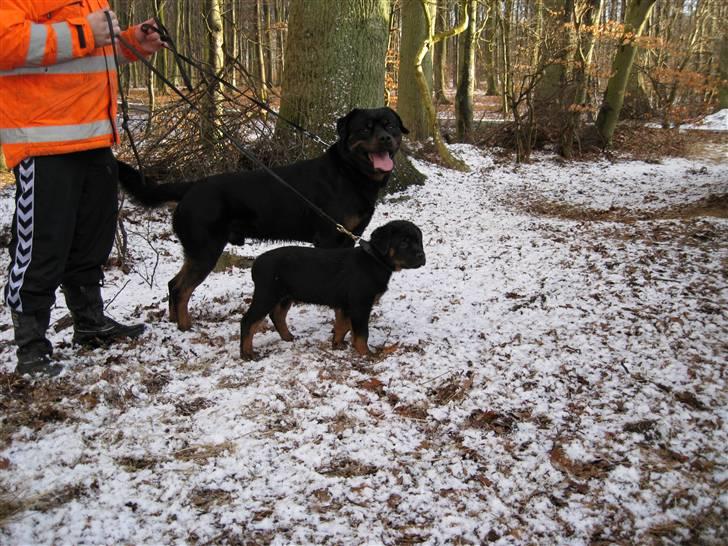 Rottweiler Mahogni`s Da Vinci - Far og søn på skovtur ;o) billede 13