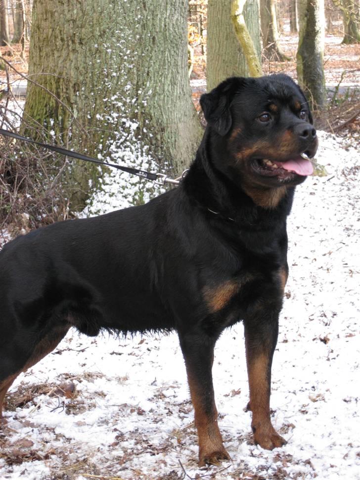 Rottweiler Mahogni`s Da Vinci billede 14