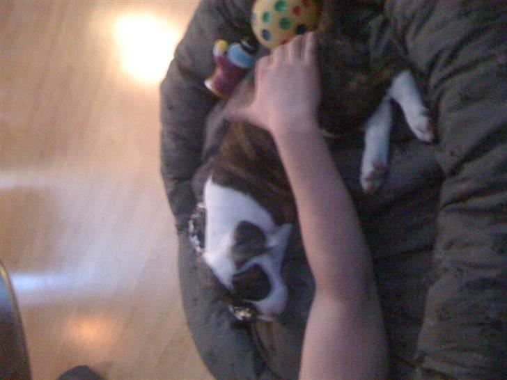 Amerikansk bulldog Nova billede 5