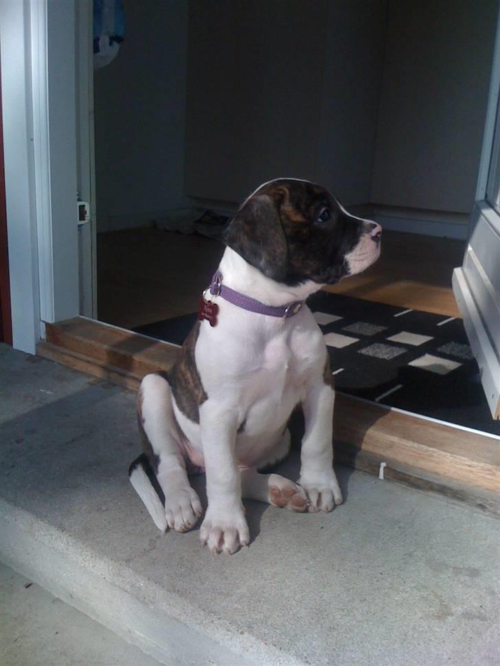 Amerikansk bulldog Nova - hun tør ikke gå for langt væk fra døren :) billede 6