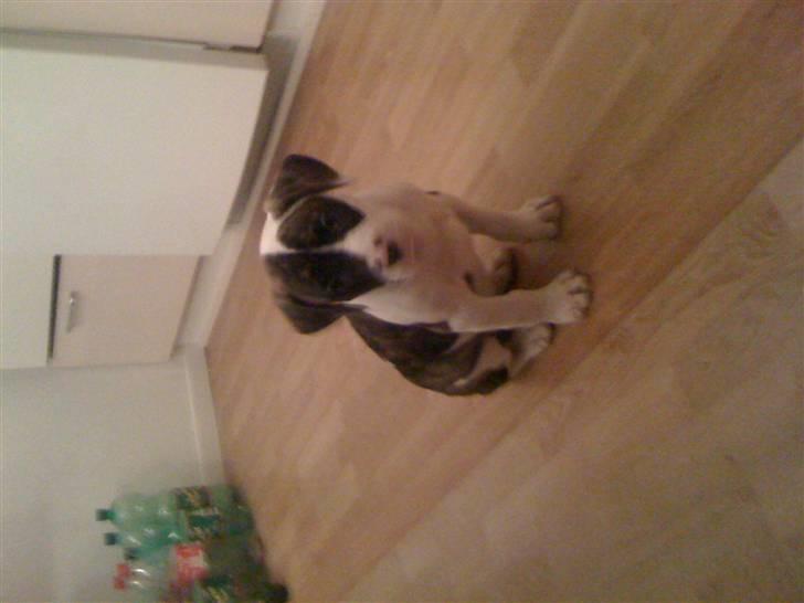 Amerikansk bulldog Nova billede 7