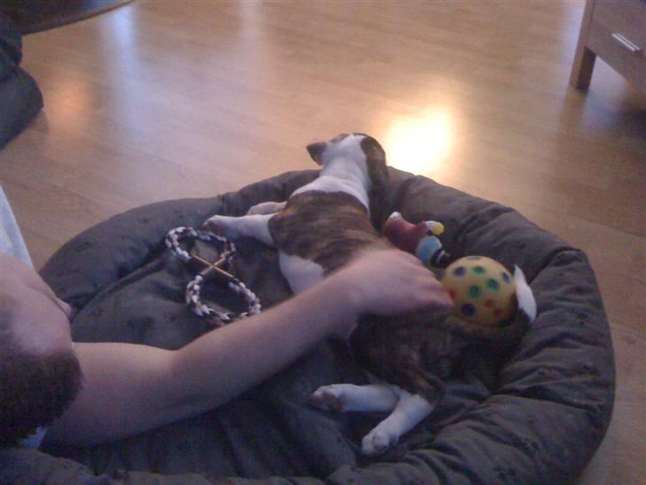 Amerikansk bulldog Nova - første dag i kurven billede 8