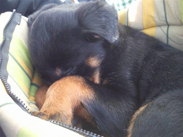 Rottweiler Chaos billede 1