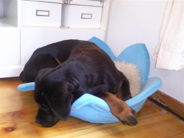 Rottweiler Chaos billede 2