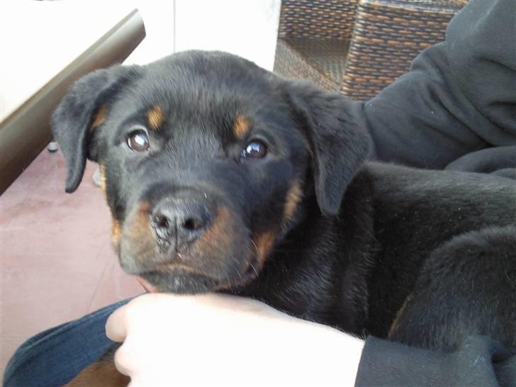 Rottweiler Chaos billede 3