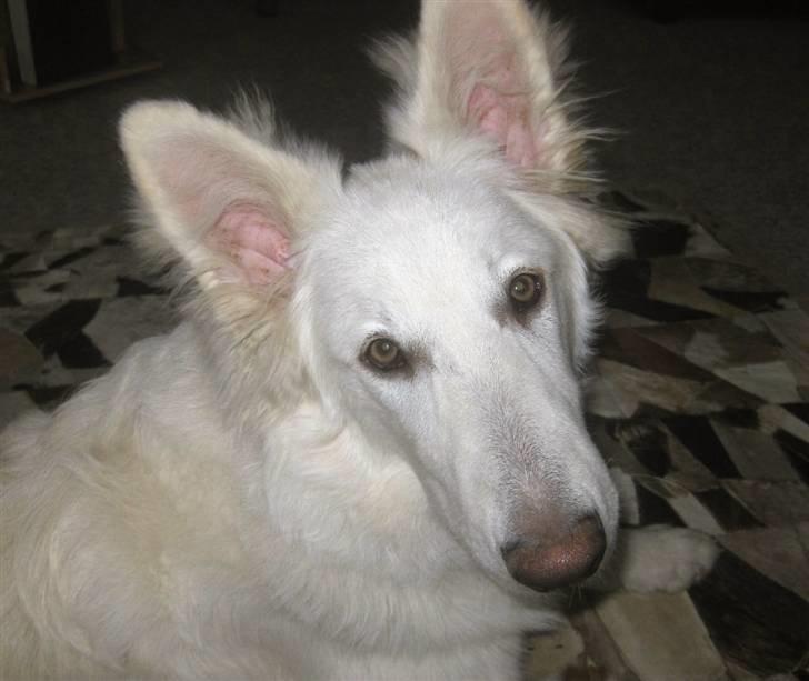 Hvid schæfer Baloo billede 9