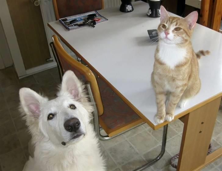 Hvid schæfer Baloo billede 10