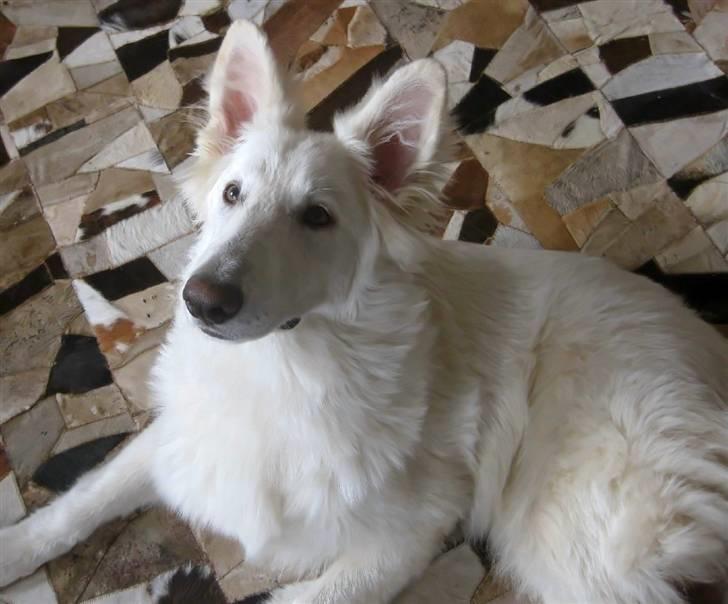 Hvid schæfer Baloo billede 11