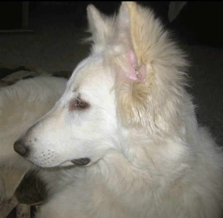 Hvid schæfer Baloo billede 12