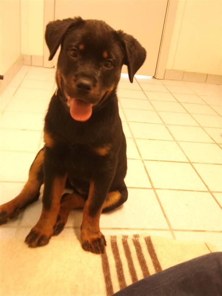 Rottweiler Chaos billede 4