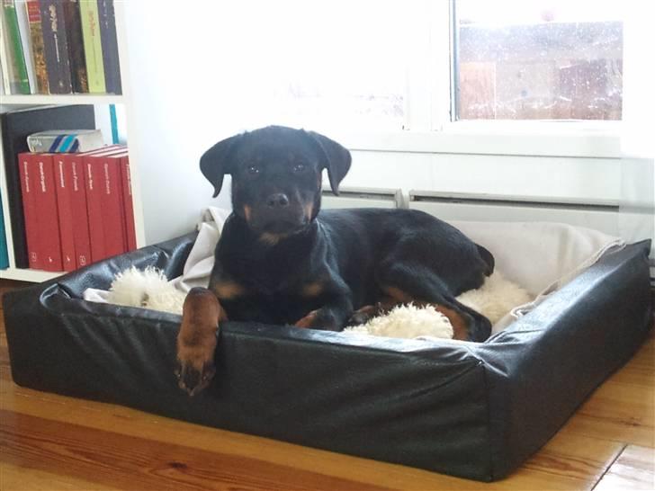 Rottweiler Chaos billede 5