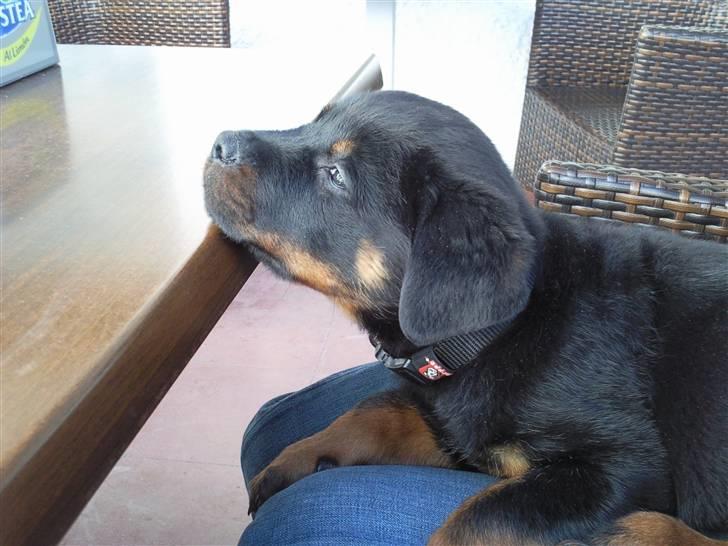 Rottweiler Chaos billede 6