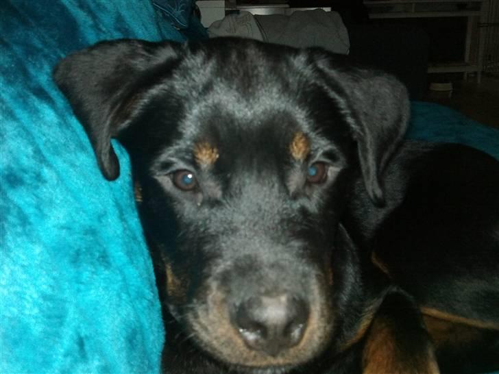 Rottweiler Chaos billede 7