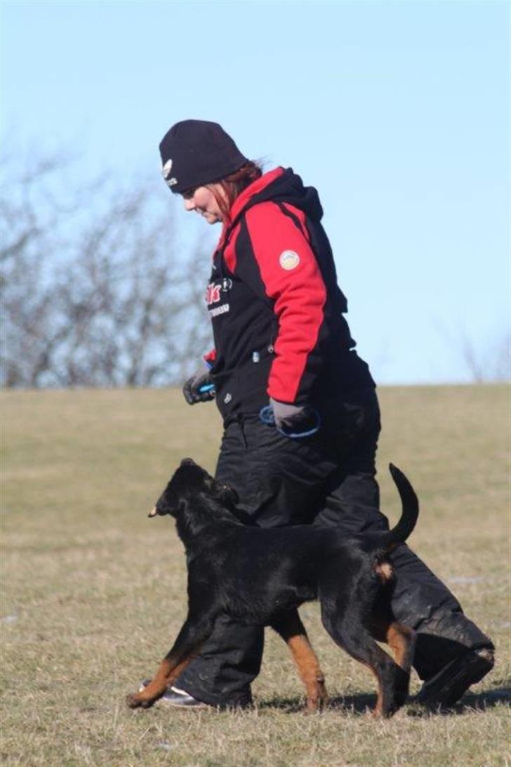 Rottweiler Zakoda Dasher - Dasher 4,5 mdr. billede 17