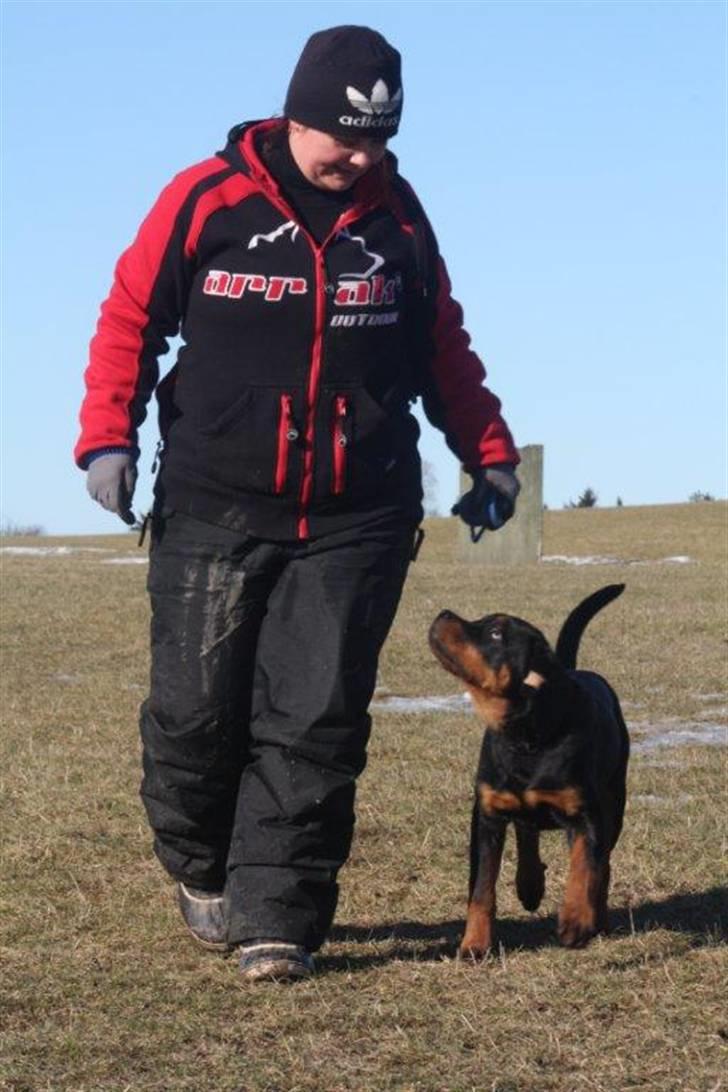 Rottweiler Zakoda Dasher billede 18