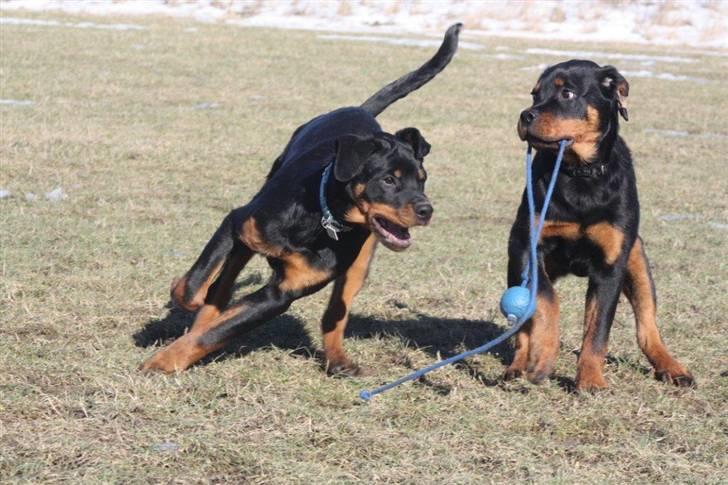 Rottweiler Zakoda Dasher - Dasher (m. bolden) & Samos  billede 19