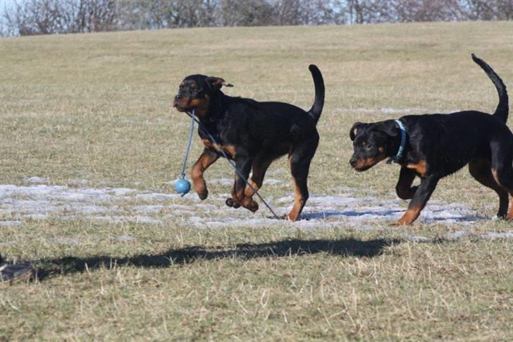 Rottweiler Zakoda Dasher - Dasher (m. bolden) & Samos  billede 20