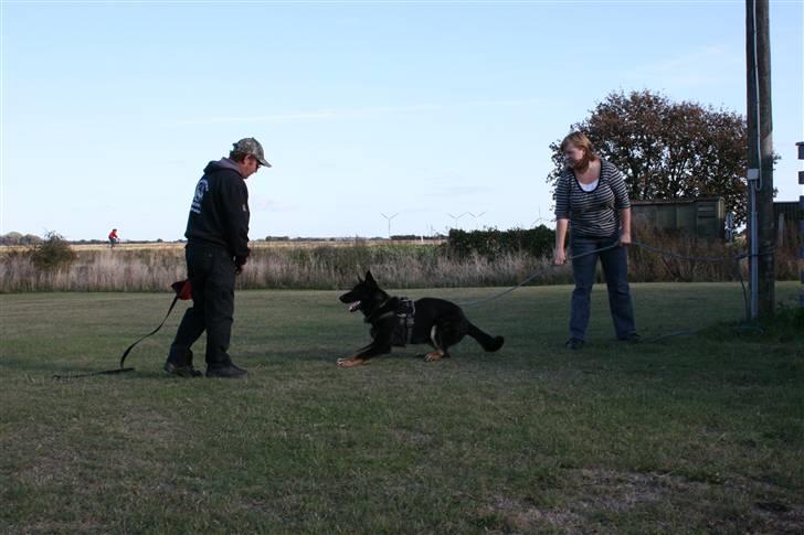 Schæferhund Jen-Ager's Jasko R.I.P billede 14
