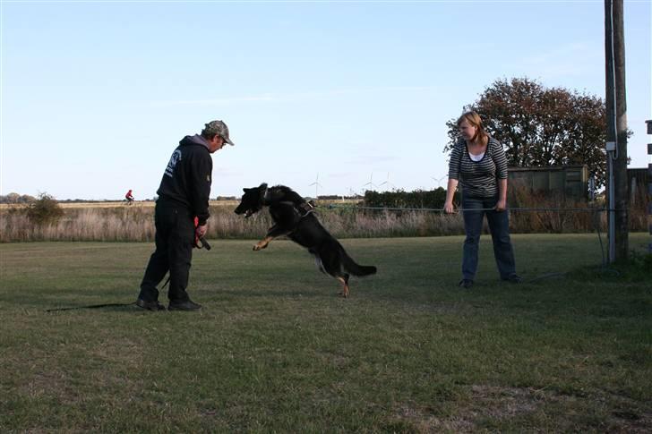 Schæferhund Jen-Ager's Jasko R.I.P billede 15