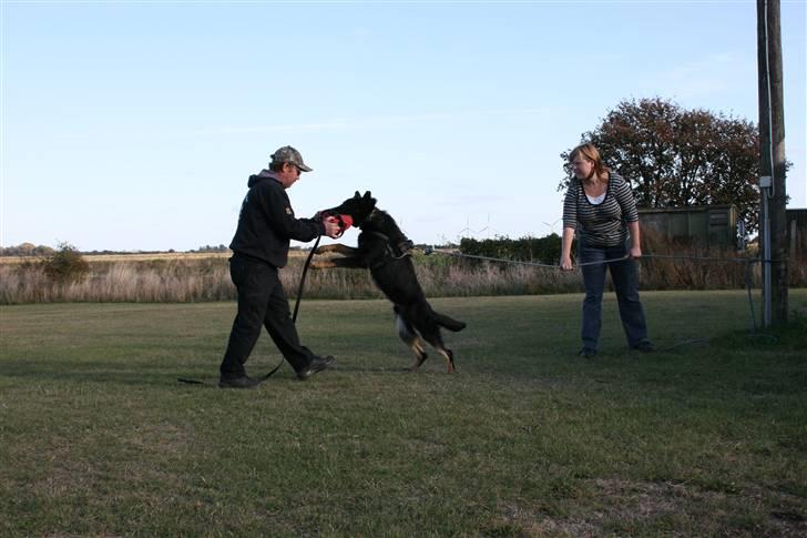 Schæferhund Jen-Ager's Jasko R.I.P billede 16