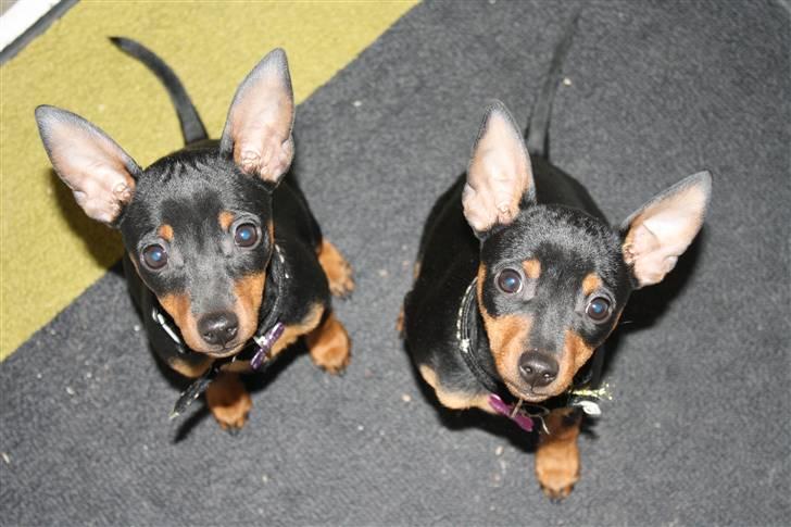 Dvaergpinscher  chanel - Coco & Chanel billede 1