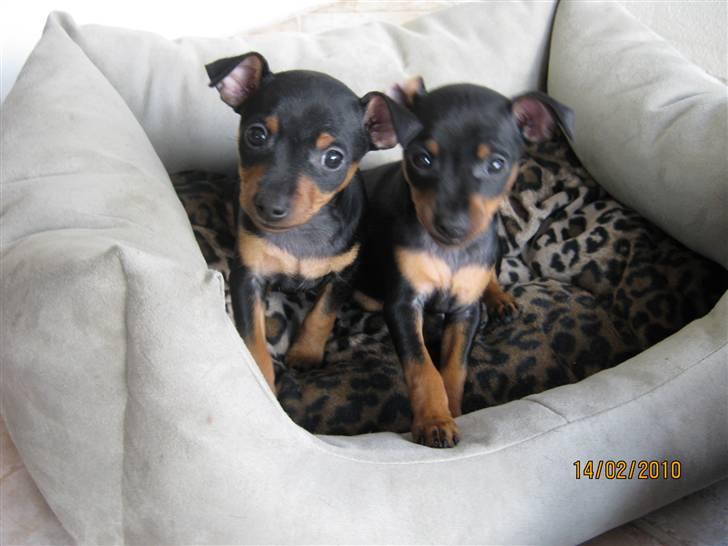 Dvaergpinscher  chanel - her er vi omkring 2 uger  billede 2