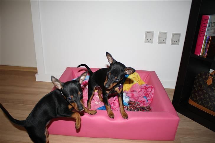 Dvaergpinscher  chanel - her er vores seng i en lidt usmaglig farve... he he billede 3