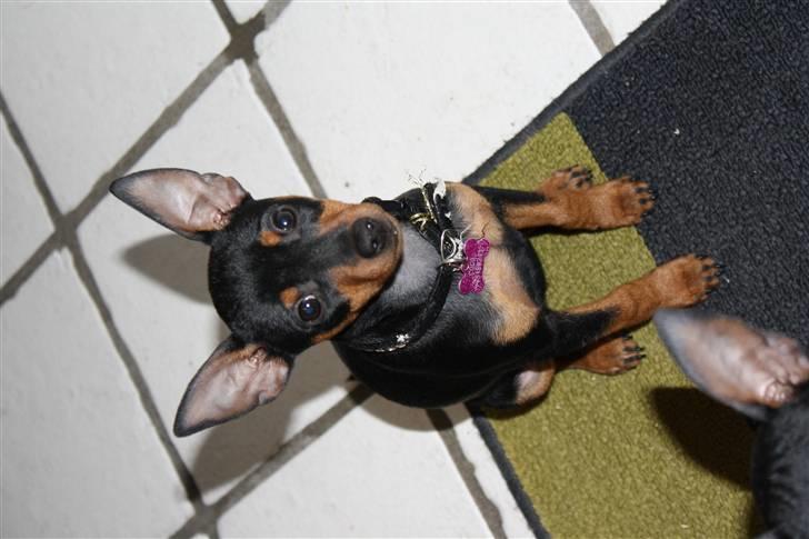 Dvaergpinscher  chanel - Coco billede 4