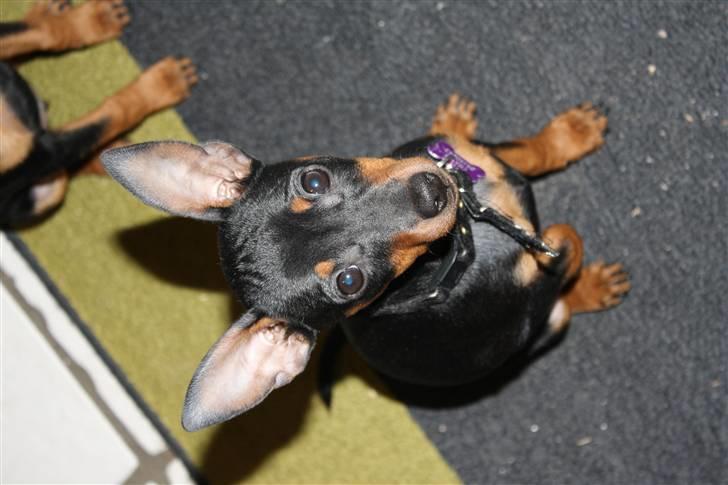 Dvaergpinscher  chanel - Chanel billede 5