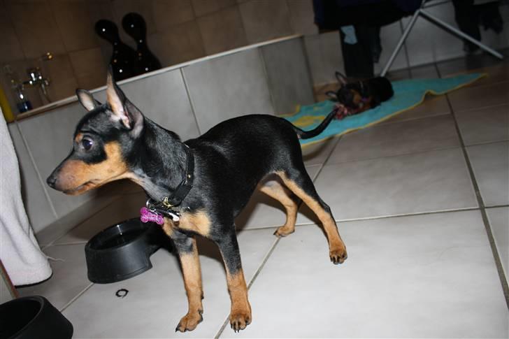 Dvaergpinscher  chanel billede 6