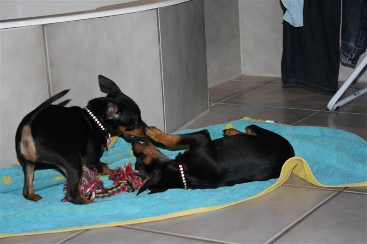 Dvaergpinscher  chanel - leg billede 7