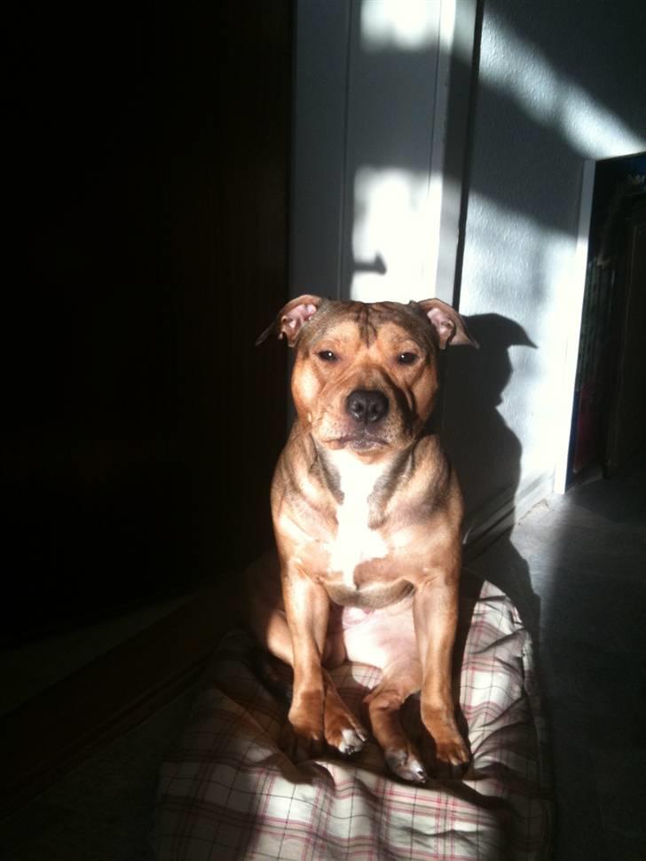Staffordshire bull terrier Staff Royal Tyson - nyt:  sidder og soler sig :) billede 13