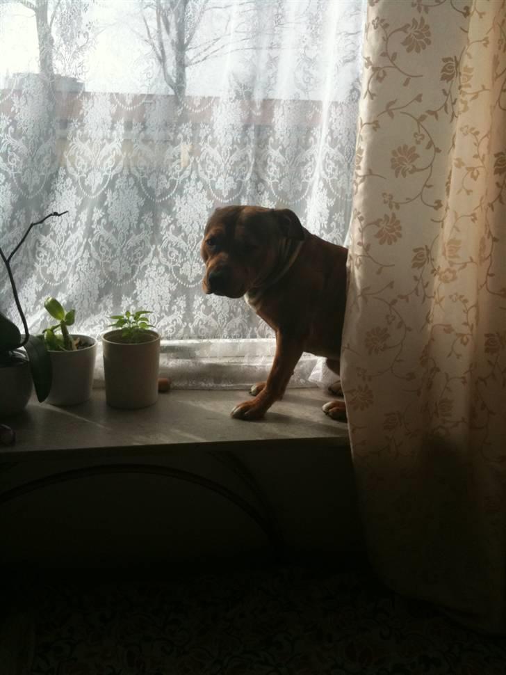 Staffordshire bull terrier Staff Royal Tyson - nyt:  BUSTED!!  du er ikke en lille missekat vel??? billede 14