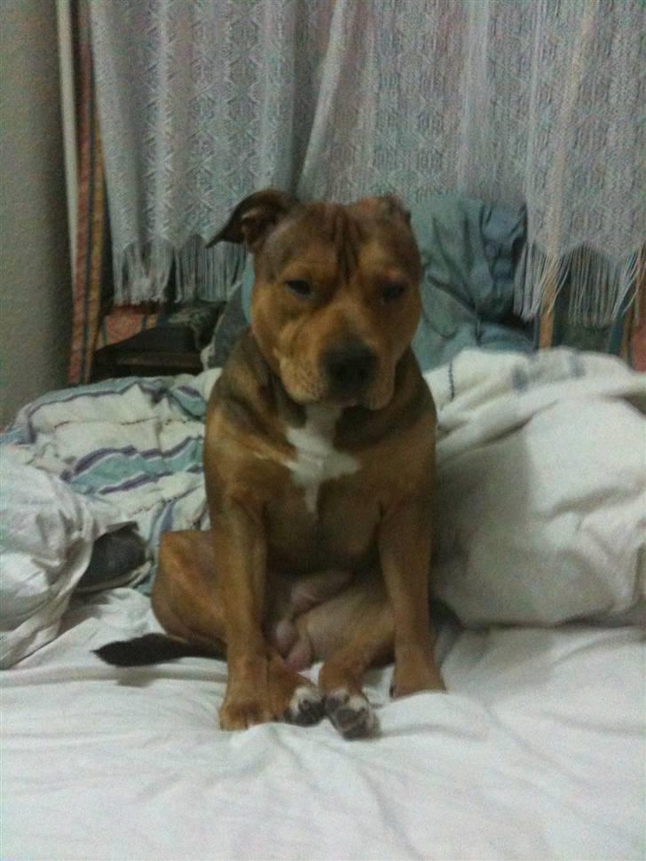 Staffordshire bull terrier Staff Royal Tyson - nyt :  stener lidt :) billede 15