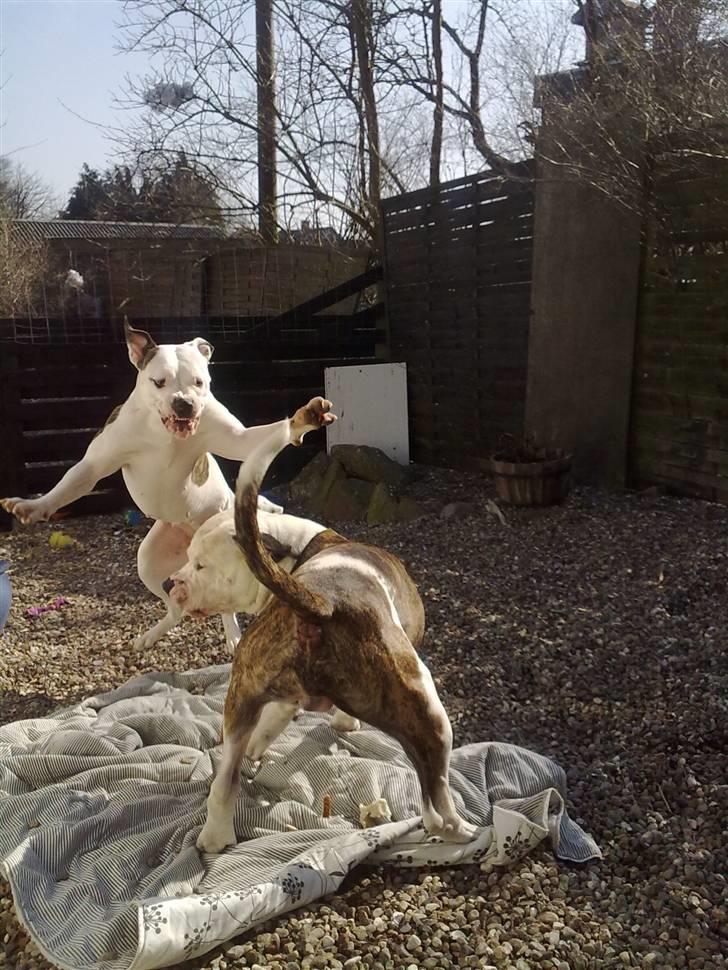 Amerikansk bulldog Tøsen - ser jeg ikke farlig ud,,,Flyvende bulldog billede 12