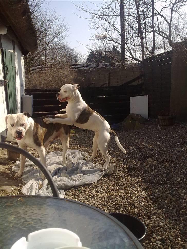 Amerikansk bulldog Tøsen - og dovner billede 13