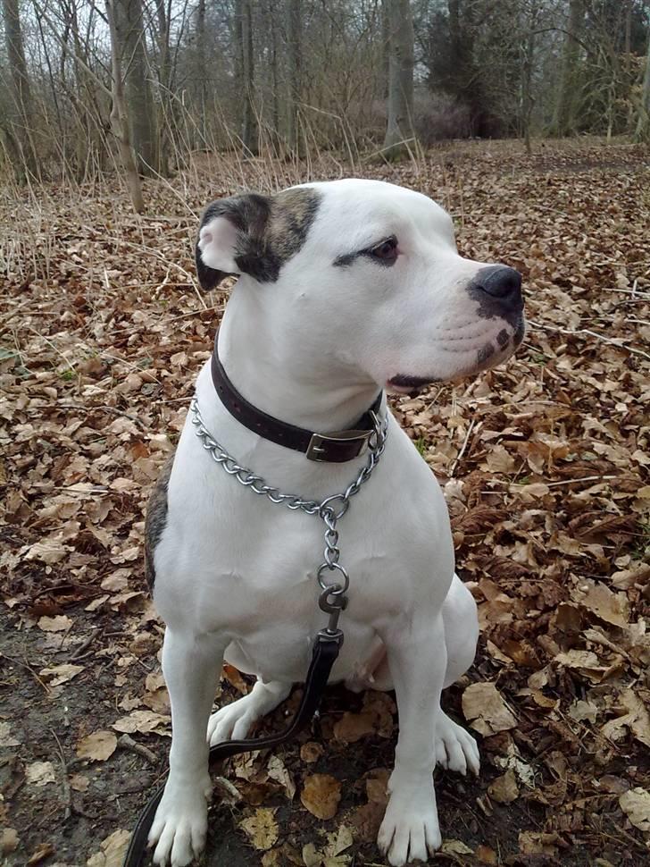 Amerikansk bulldog Tøsen - tur i skoven billede 14