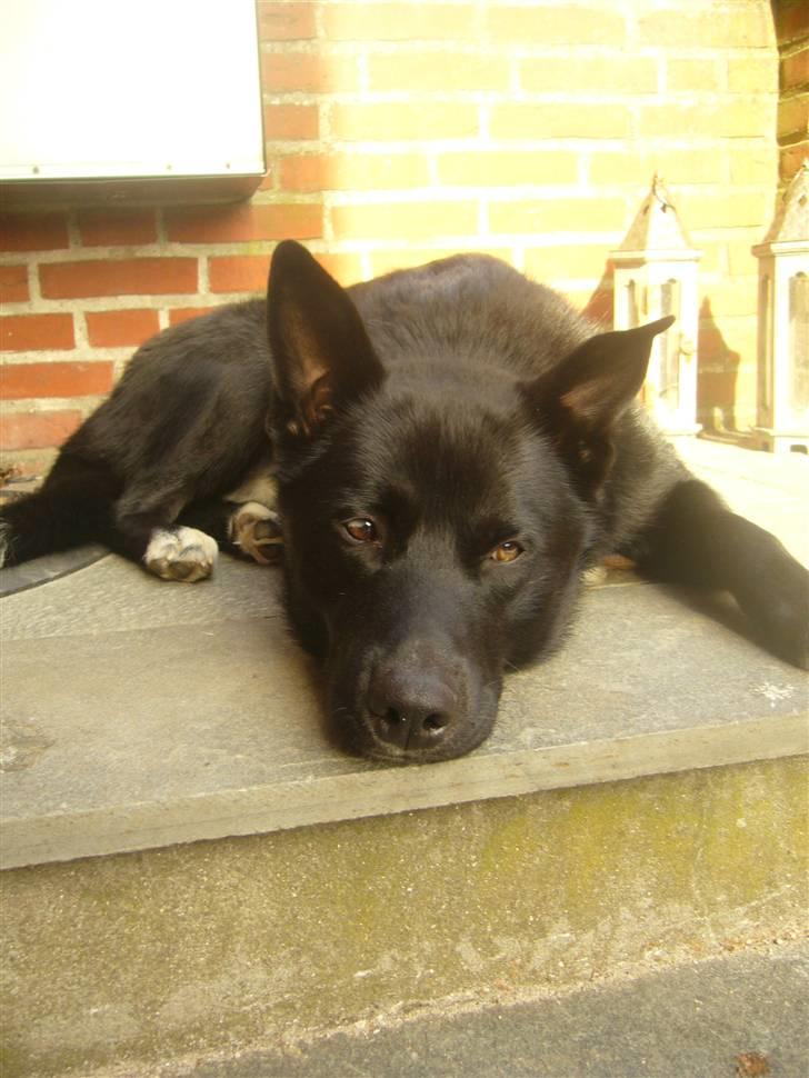 Blanding af racer Chick billede 3