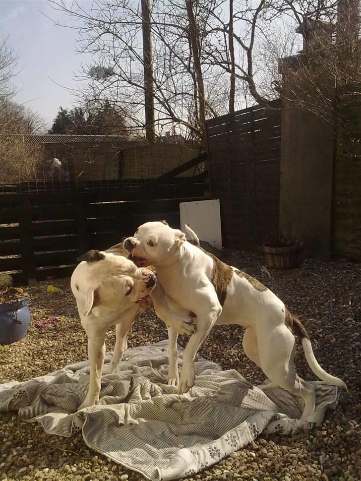 Amerikansk bulldog Tøsen - jeg elsker at drille harley billede 15