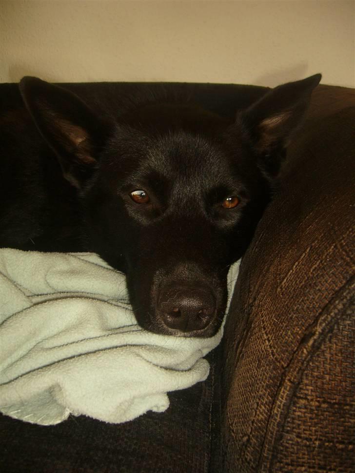 Blanding af racer Chick billede 6