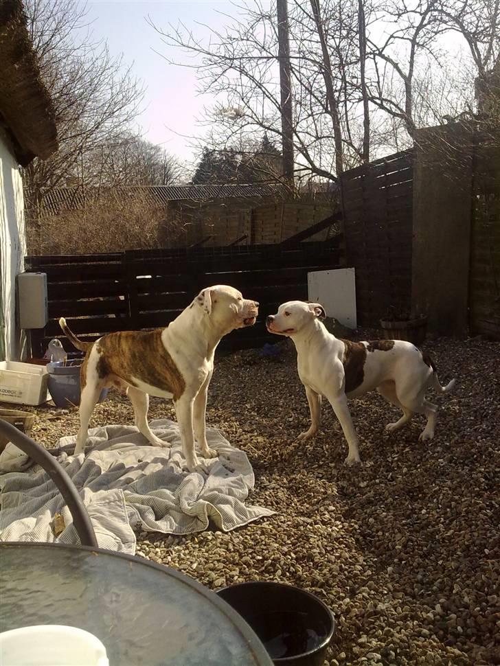 Amerikansk bulldog Tøsen - er du klar billede 16