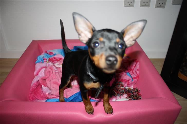 Dvaergpinscher  chanel - chanel billede 9